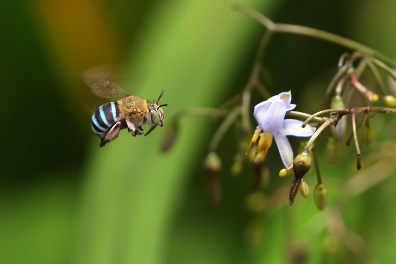 青條花蜂