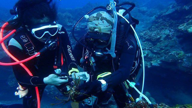 2015蘭嶼珊瑚礁體檢成果