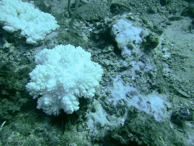 2017小琉球珊瑚礁體檢