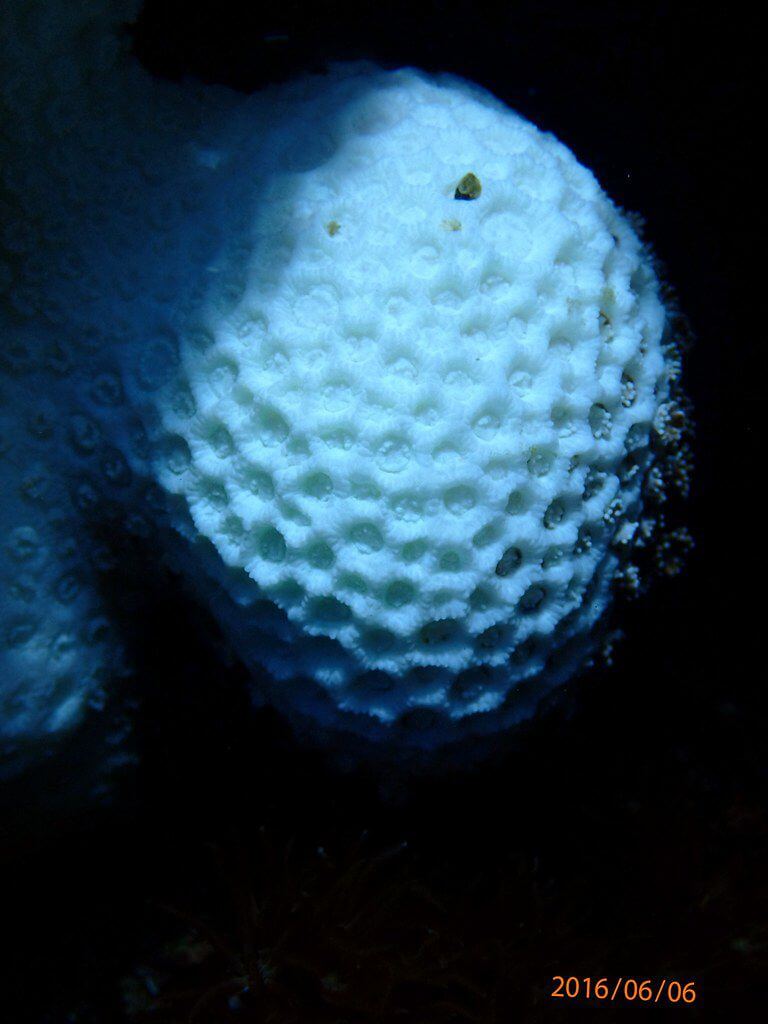 2016綠島珊瑚礁體檢成果