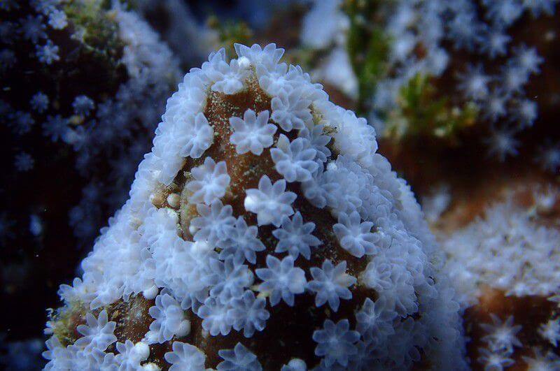 給基翬一個機會；給珊瑚一個機會