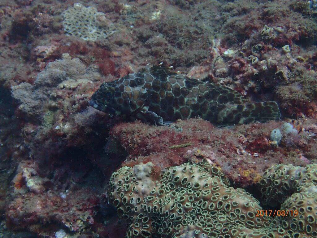 2017基隆潮境珊瑚礁體檢成果