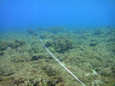 2010全台珊瑚礁體檢成果