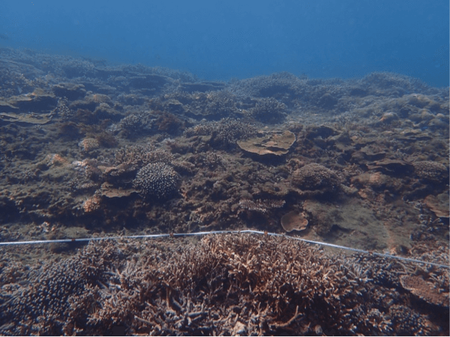 2020 澎湖馬公珊瑚礁體檢成果報告