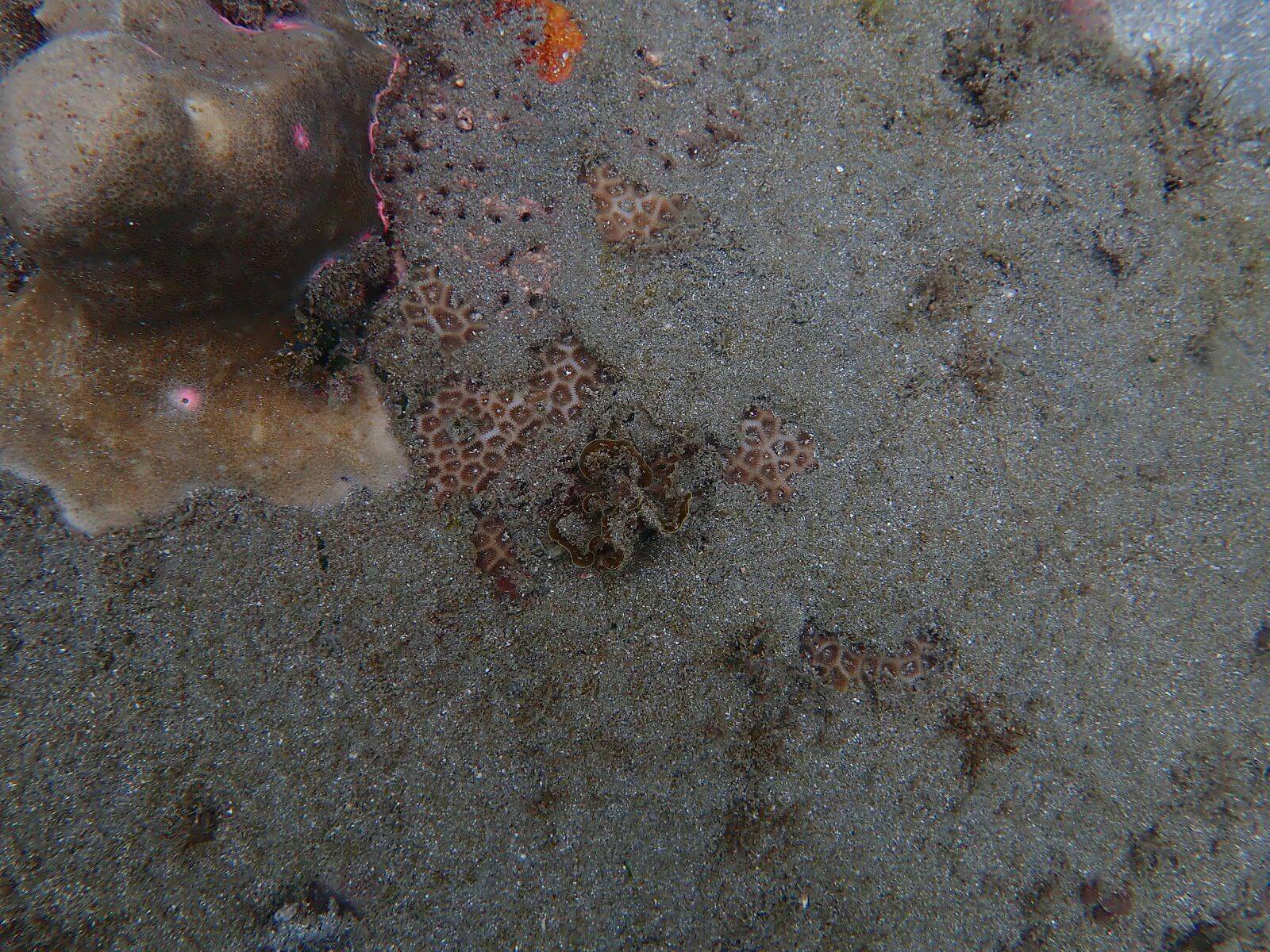台東基翬被泥沙覆蓋的珊瑚礁，攝影：唐寧襄