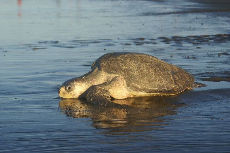 墨西哥太平洋海岸 守護海龜工作假期