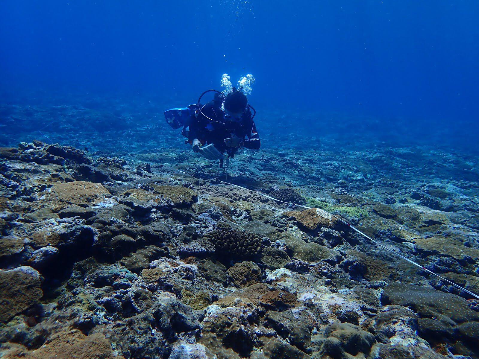 珊瑚礁體檢仰賴各地志工參與協助，攝影：湯谷明