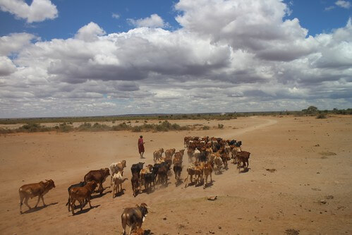 肯亞推動「環境地役權」 私有地主參與保育創...