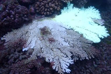 2020 墾丁合界秋季珊瑚礁體檢成果報告