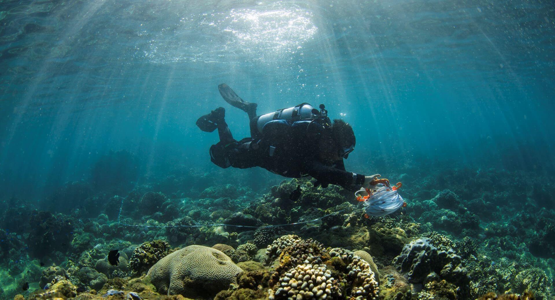 2020台灣珊瑚礁體檢報告出爐