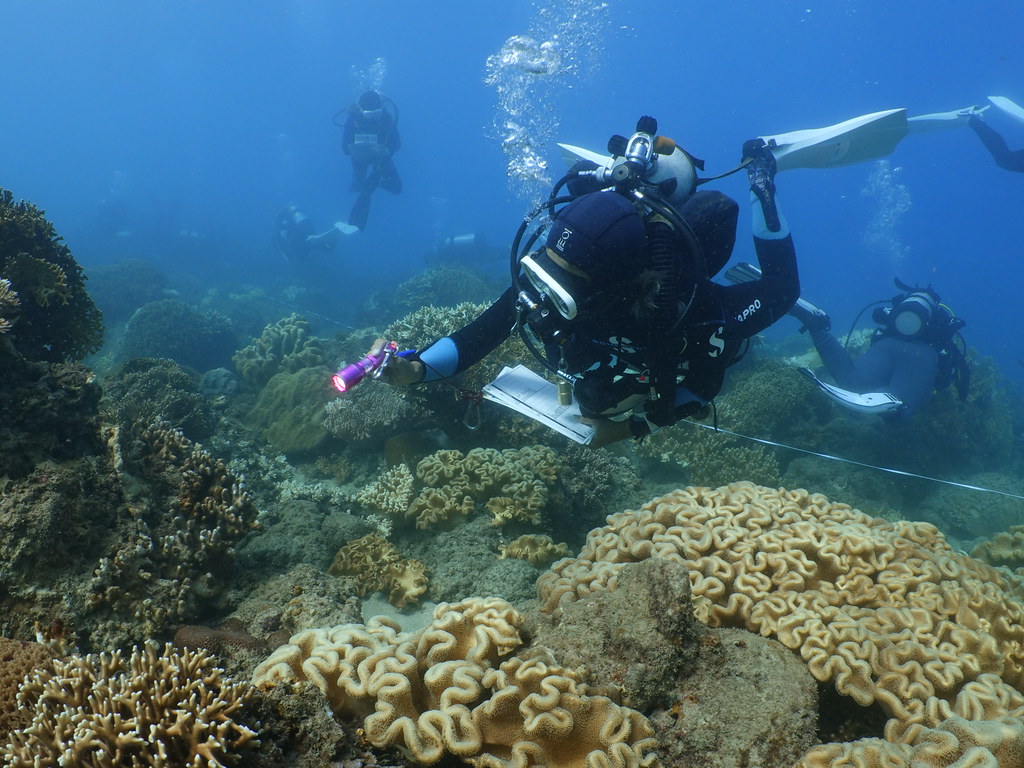 台灣珊瑚礁體檢12年　海洋生態紅綠燈示警