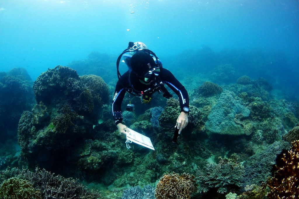 珊瑚礁體檢