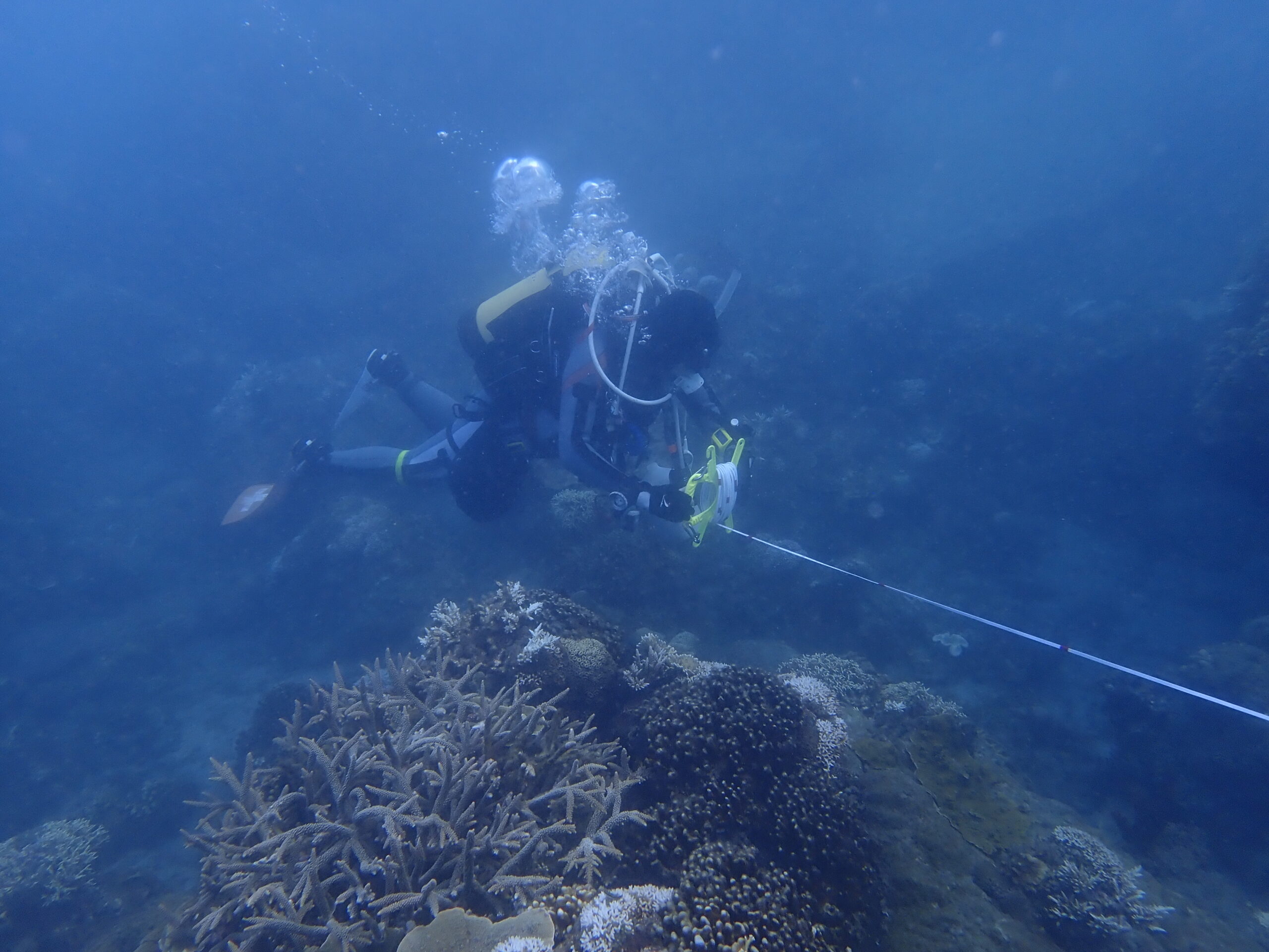 2022 基翬 珊瑚礁體檢 成果報告