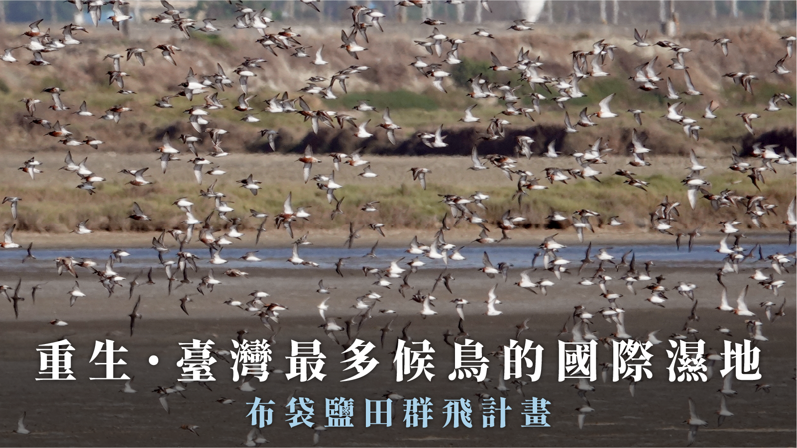 重生-臺灣最多候鳥的國際濕地-布袋鹽田濕地