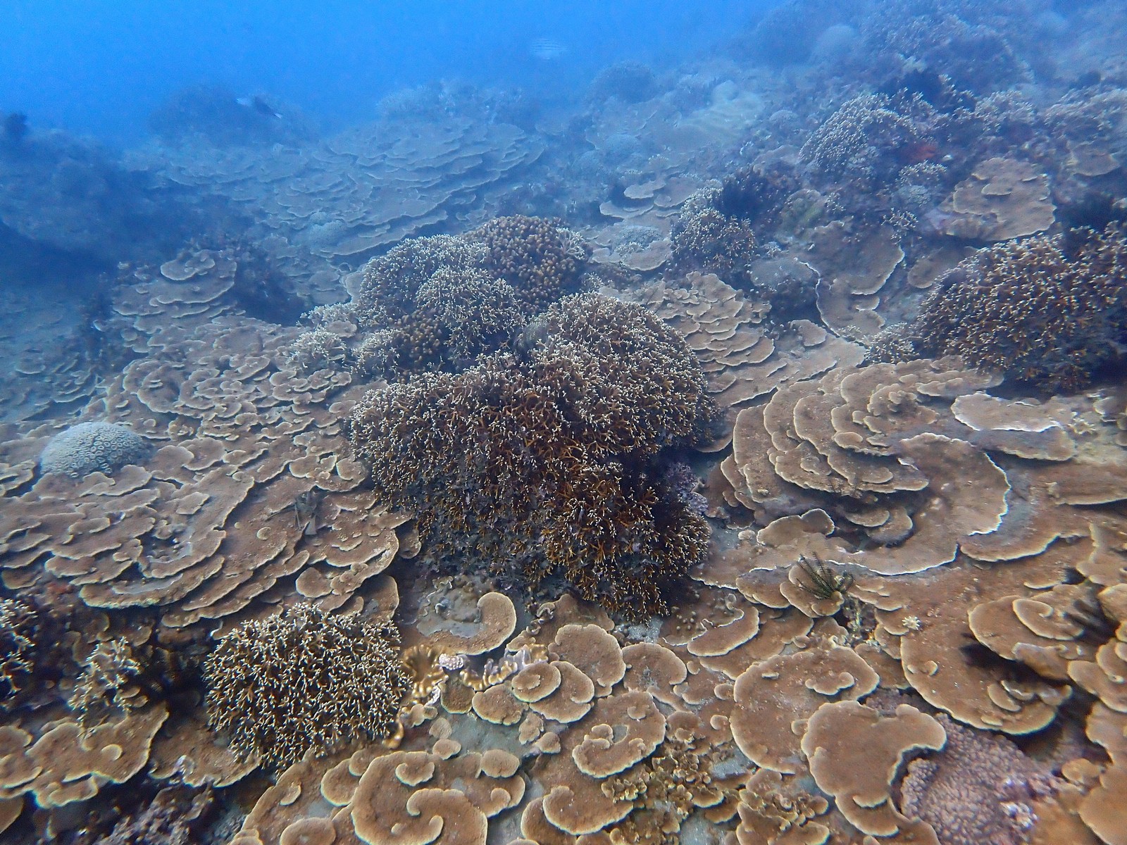 2022 台灣珊瑚礁體檢成果報告