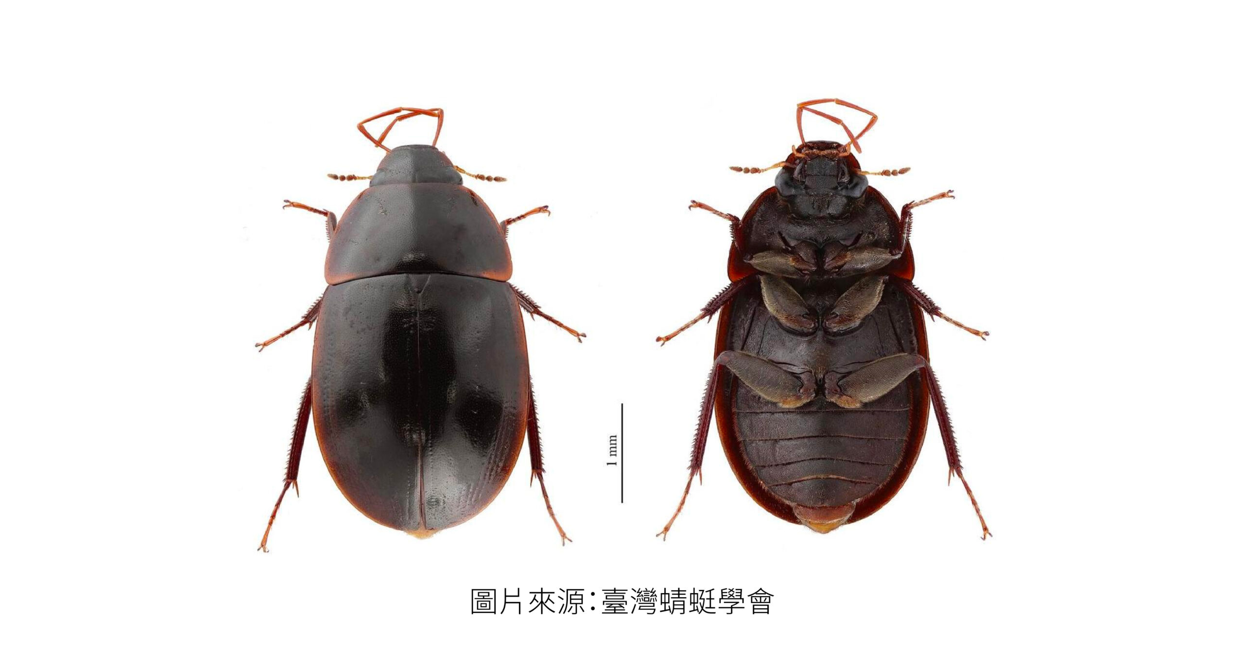 「台灣本島第一筆紀錄」: 新記錄種水生甲蟲...