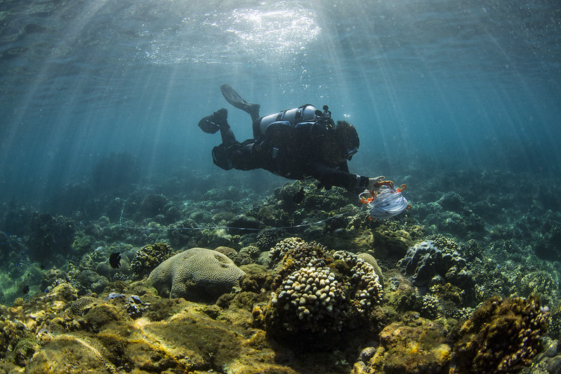 參加珊瑚礁體檢 不一樣的潛水體驗